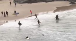 Shark bite Cabarita