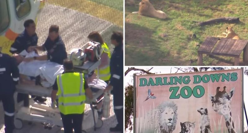 Visitor feared to have lost arm in lion zoo attack