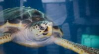 Westie the sea turtle to make a splash in the ocean