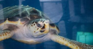 Westie the sea turtle to make a splash in the ocean