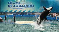 Lolita, a killer whale, performing at the Miami Seaquarium.
