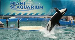 Lolita, a killer whale, performing at the Miami Seaquarium.