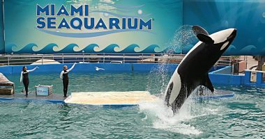 Lolita, a killer whale, performing at the Miami Seaquarium.