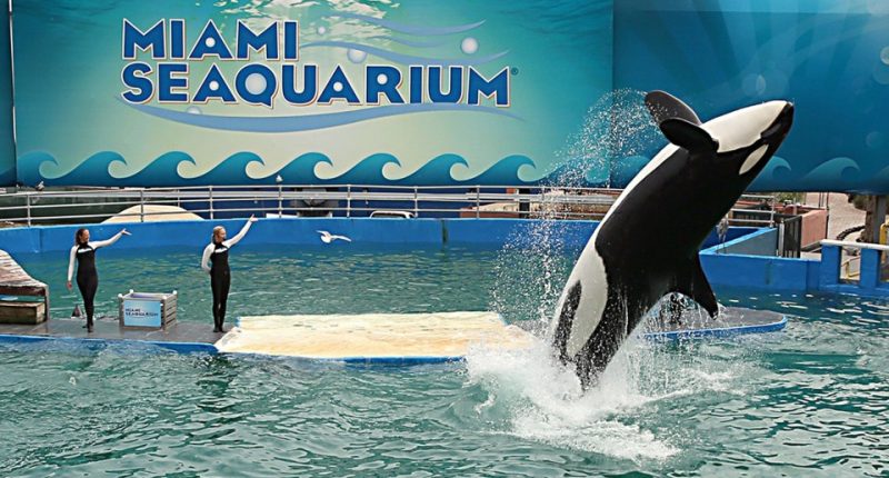 Lolita, a killer whale, performing at the Miami Seaquarium.