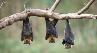 What we know about the rare bat virus that has claimed a fourth life