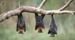 What we know about the rare bat virus that has claimed a fourth life