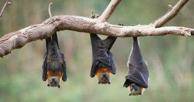 What we know about the rare bat virus that has claimed a fourth life