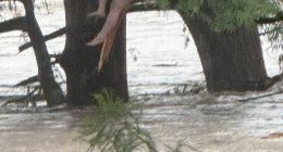Girl clinging to a tree in floodwaters.
