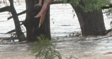 Girl clinging to a tree in floodwaters.
