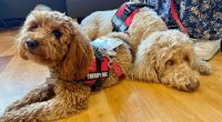 Woof! Meet Carle Health's new therapy pup, and learn how to get involved yourself