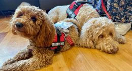 Woof! Meet Carle Health's new therapy pup, and learn how to get involved yourself