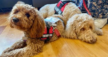 Woof! Meet Carle Health's new therapy pup, and learn how to get involved yourself
