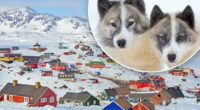 World's oldest domesticated dog breed has cohabited with humans for 1,000 years, new study shows â but their population is plummeting