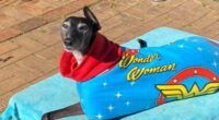 Elsa the greyhound was a happy, active dog before she was poisoned in 2020.