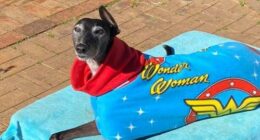 Elsa the greyhound was a happy, active dog before she was poisoned in 2020.