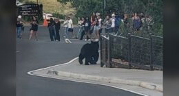 2 bears join the line for show at Red Rocks
