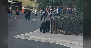 2 bears join the line for show at Red Rocks