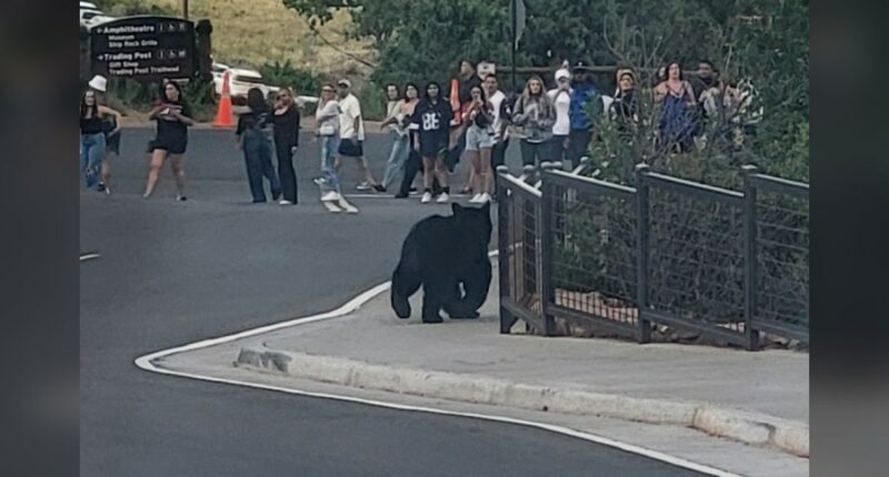 2 bears join the line for show at Red Rocks