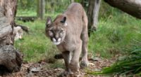 4-year-old attacked by mountain lion at Olympic National Park