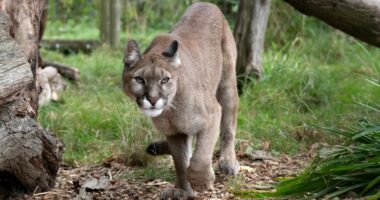 4-year-old attacked by mountain lion at Olympic National Park