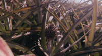 Amazon deal: Hawaii-grown pineapples getting fast track to mainland