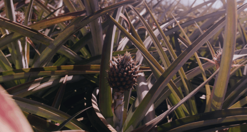 Amazon deal: Hawaii-grown pineapples getting fast track to mainland