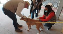 Baja set to issue health warning following 19 rickettsia deaths