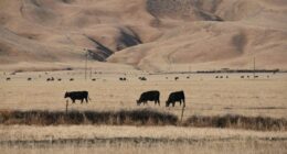 Climate change and aerosol pollution made drought inevitable in the Southwest: Study