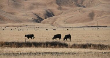 Climate change and aerosol pollution made drought inevitable in the Southwest: Study