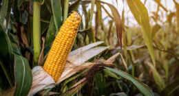 Coke sweetener switch threatens US jobs, corn refiners say