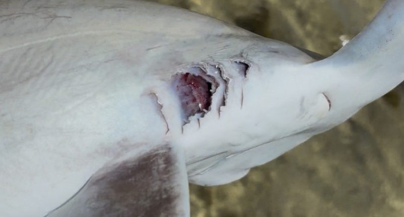 Dead hammerhead sharks found in Hawai‘i Kai; experts suspect human caused