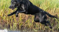 Dog expert urges caution over 'hidden risk' for any pet who like to go swimming