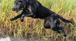 Dog expert urges caution over 'hidden risk' for any pet who like to go swimming