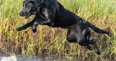 Dog expert urges caution over 'hidden risk' for any pet who like to go swimming