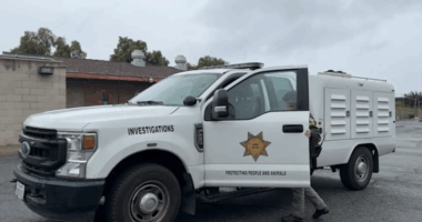Driver turns self in after seeing TV coverage of dog being dragged behind truck
