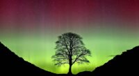 Duo who felled famed UK tree at Hadrian's Wall jailed