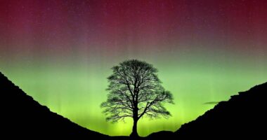 Duo who felled famed UK tree at Hadrian's Wall jailed