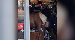 Elk caught on camera walking into downtown Colorado store