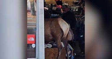 Elk caught on camera walking into downtown Colorado store