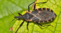 Experts warn parasites are 'feeding on humans' in the US and transmitting deadly disease