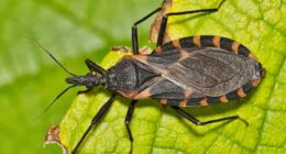 Experts warn parasites are 'feeding on humans' in the US and transmitting deadly disease