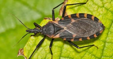 Experts warn parasites are 'feeding on humans' in the US and transmitting deadly disease