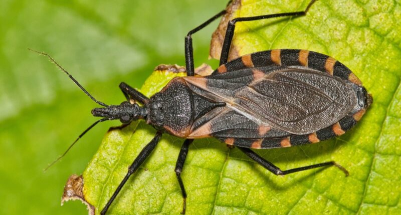 Experts warn parasites are 'feeding on humans' in the US and transmitting deadly disease