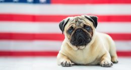 Fireworks and furry friends: How to keep pets calm and safe this July 4