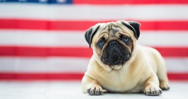 Fireworks and furry friends: How to keep pets calm and safe this July 4