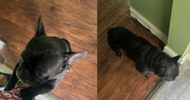 French Bulldog named 'Milo' taken during armed robbery: Police