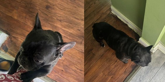 French Bulldog named 'Milo' taken during armed robbery: Police