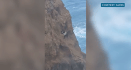 Goat trapped for days on steep Hawaiian cliffside
