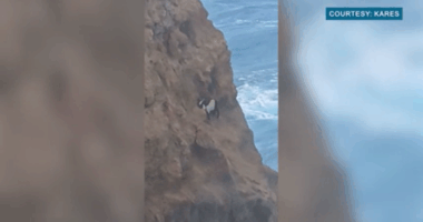 Goat trapped for days on steep Hawaiian cliffside