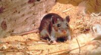 Hantavirus, rabies exposures confirmed at Grand Canyon National Park